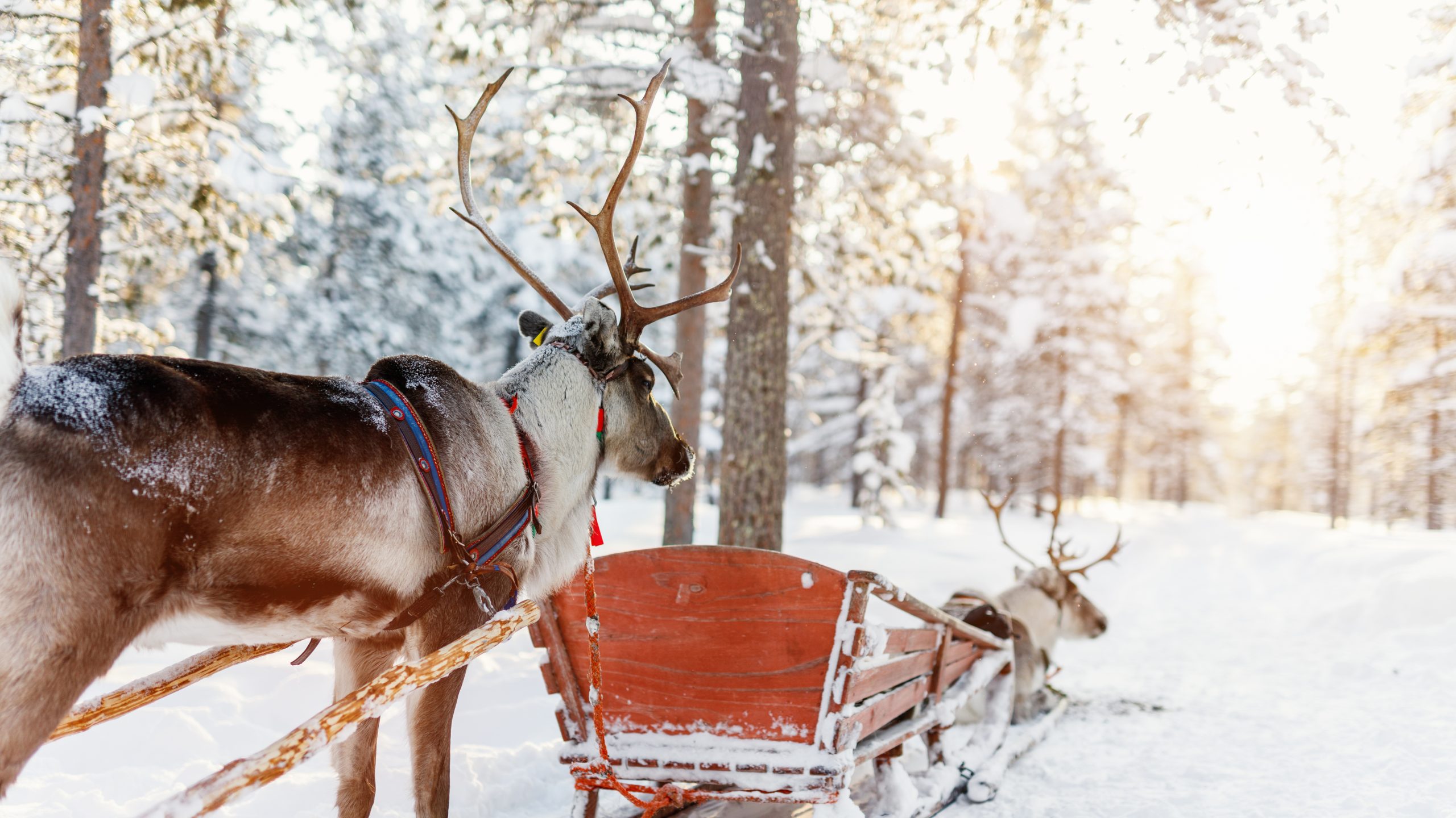 Finland Bus Charter in winter trip - Reindeer Safaris Adventure in Lapland
