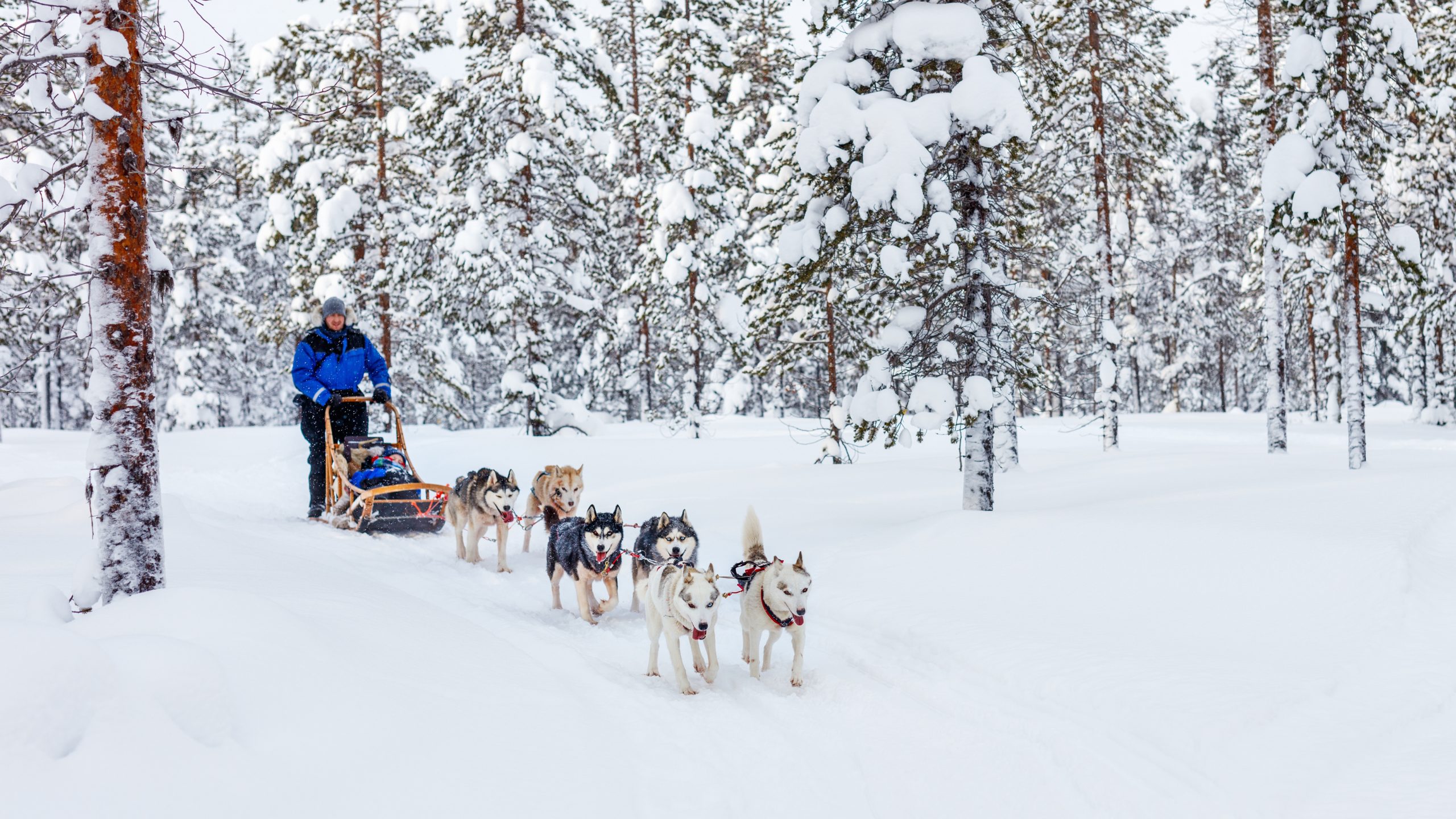 Finland Bus Charter in winter trip - Husky Safaris Adventure