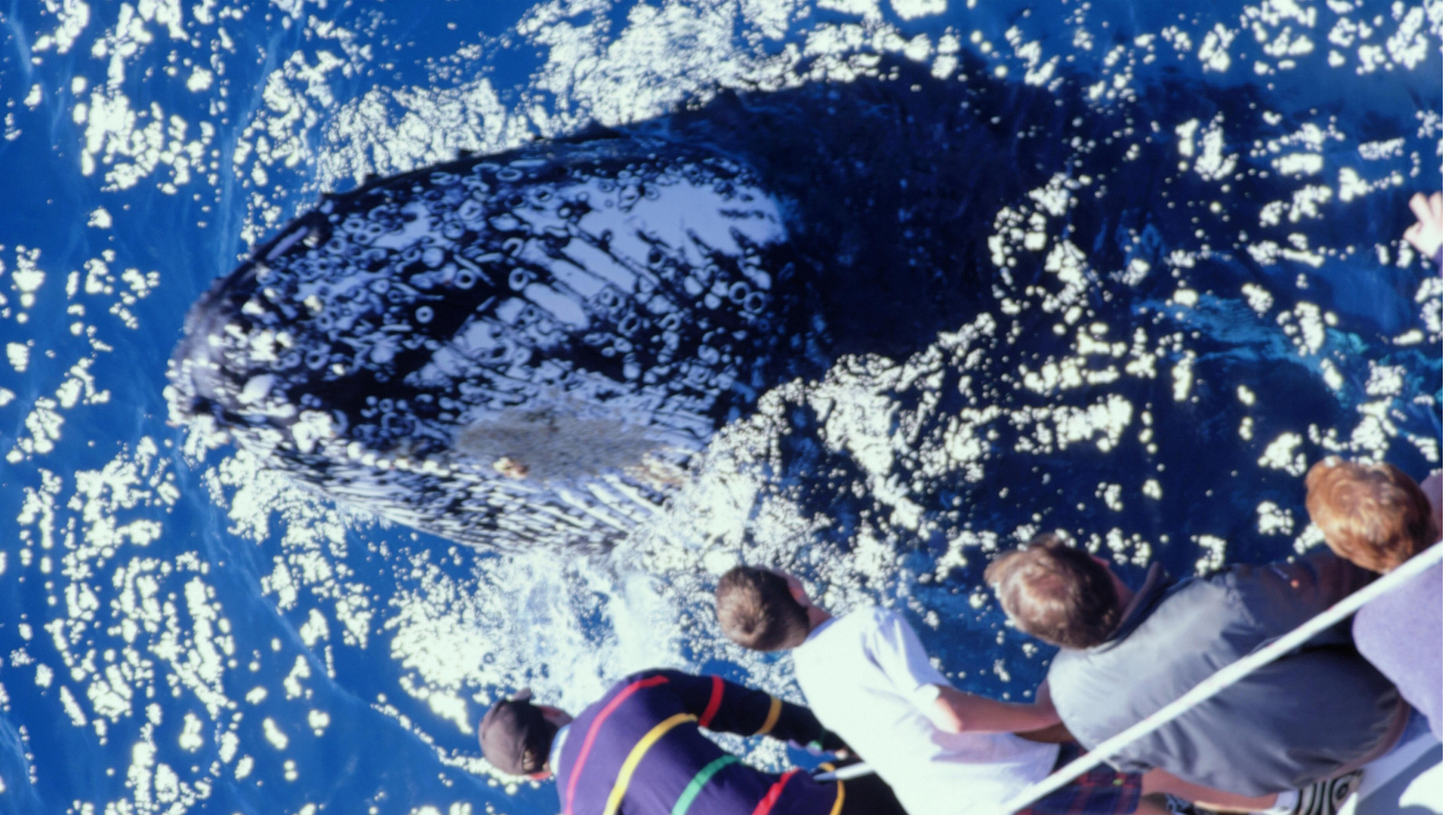 The fourth thing in the list of 10 best things to do in Norway - Go whale-watching at Andenes