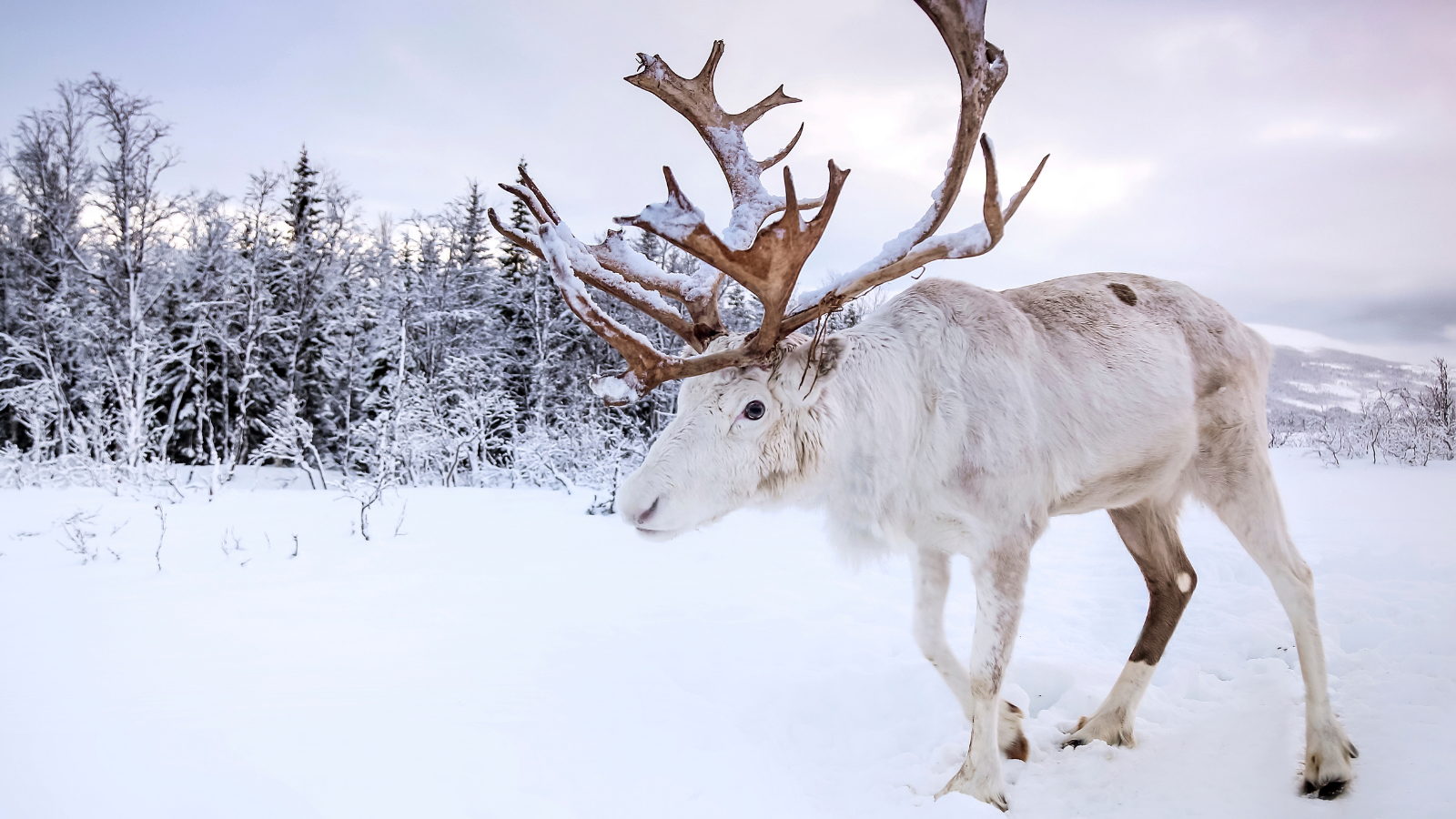 Reindeer, Moose-themed Items - gifts from coach rental in Norway