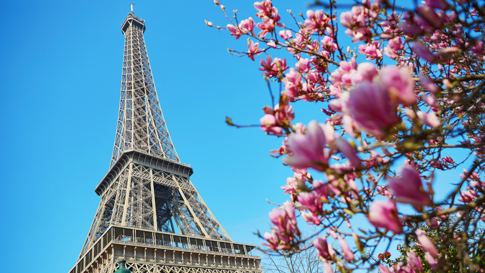 Travel to France in 4 seasons trip in spring - cherry blossoms in Paris