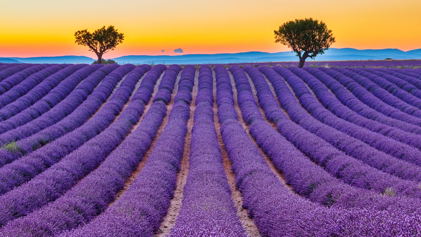 Travel to France in 4 seasons trip in spring - Lavender fields